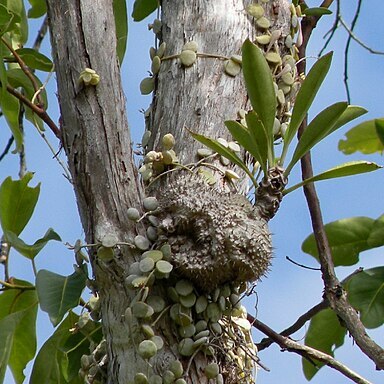 Myrmecodia beccarii unspecified picture