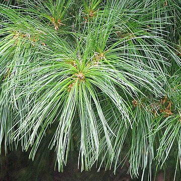 Pinus armandii var. mastersiana unspecified picture