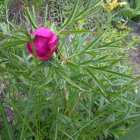 Paeonia intermedia unspecified picture