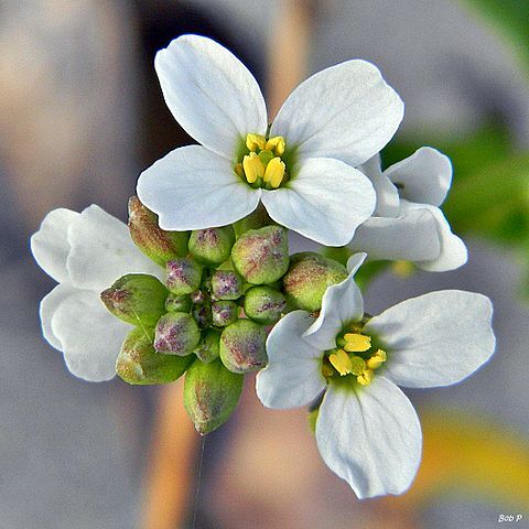 Cakile lanceolata unspecified picture