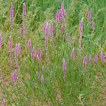 Hermbstaedtia linearis unspecified picture