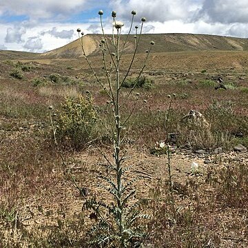 Cirsium tracyi unspecified picture