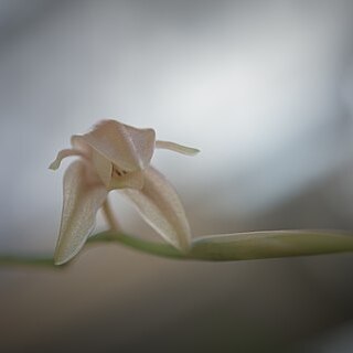 Coelogyne quinquelamellata unspecified picture