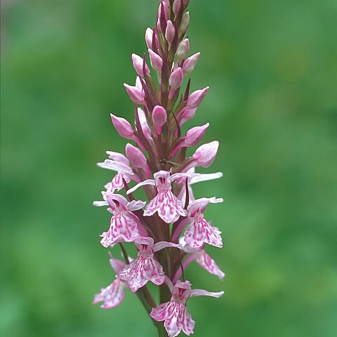 Dactylorhiza x braunii unspecified picture