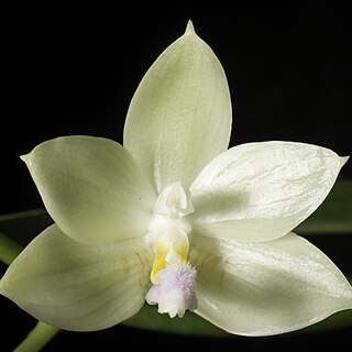 Phalaenopsis floresensis unspecified picture