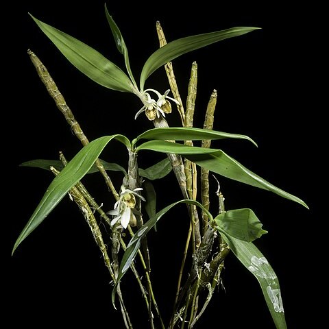 Dendrobium spurium unspecified picture