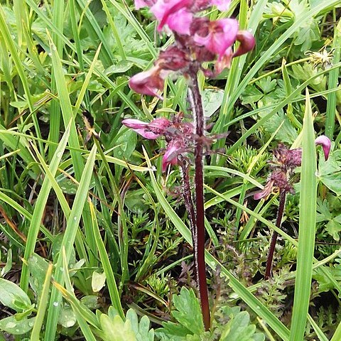 Pedicularis ornithorhyncha unspecified picture