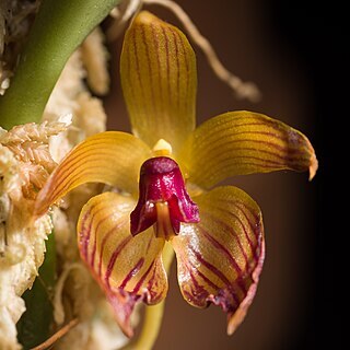 Bulbophyllum pustulatum unspecified picture