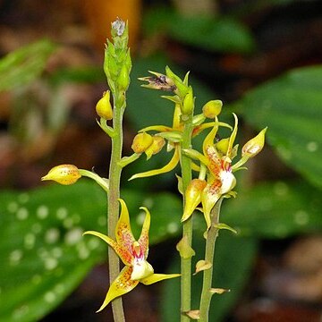 Plocoglottis plicata unspecified picture