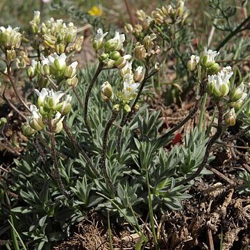 Cusickiella douglasii unspecified picture