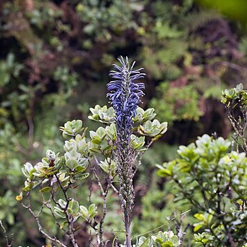 Lobelia hypoleuca unspecified picture