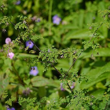 Thalictrum secundum unspecified picture