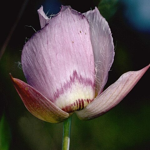 Calochortus greenei unspecified picture