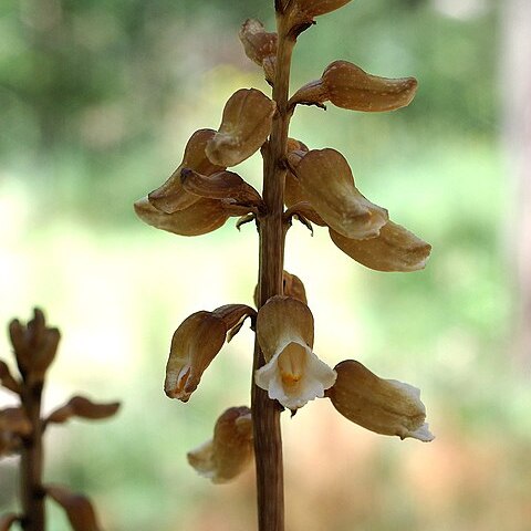 Gastrodia procera unspecified picture