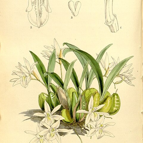 Coelogyne odoratissima unspecified picture