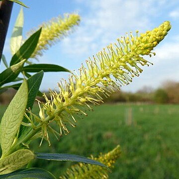 Salix alba var. caerulea unspecified picture