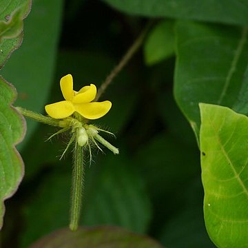 Vigna radiata var. sublobata unspecified picture