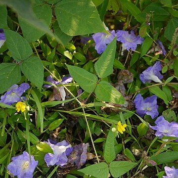 Vigna radiata var. sublobata unspecified picture