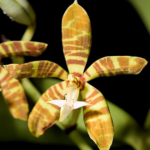 Trichoglottis fasciata unspecified picture