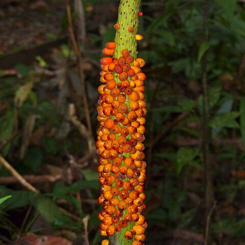 Amorphophallus hewittii unspecified picture