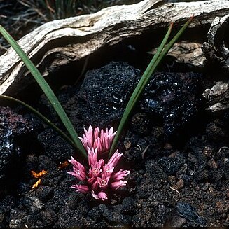 Allium tolmiei unspecified picture