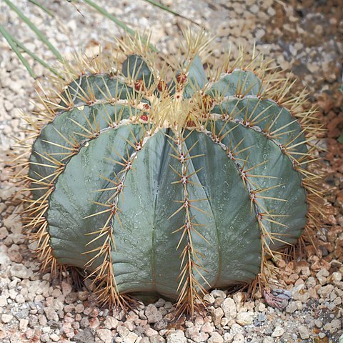 Ferocactus glaucescens unspecified picture