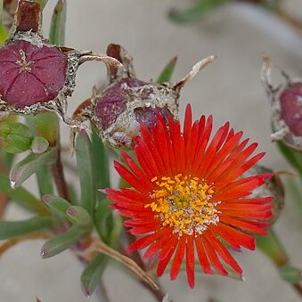 Lampranthus fergusoniae unspecified picture