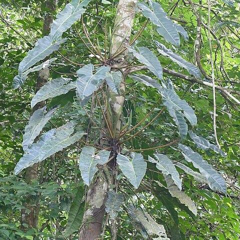 Philodendron billietiae unspecified picture