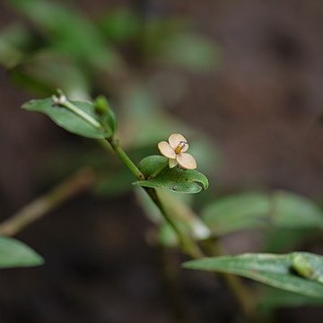 Murdannia crocea unspecified picture