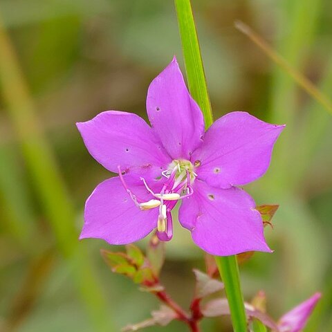 Rhynchanthera novemnervia unspecified picture