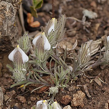 Cordylanthus nidularius unspecified picture