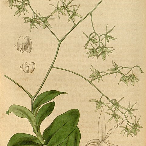 Epidendrum diffusum unspecified picture