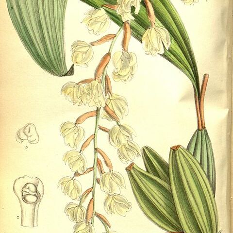 Coelogyne veitchii unspecified picture