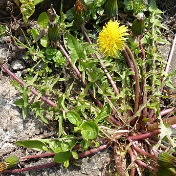 Taraxacum baeckiiforme unspecified picture