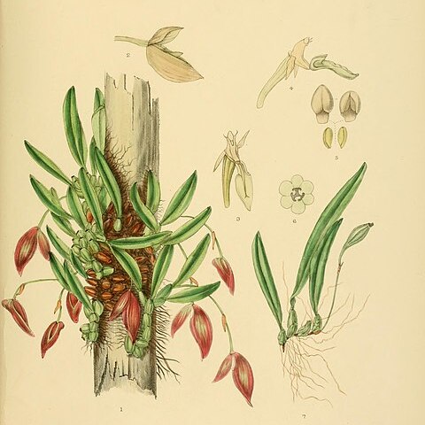 Bulbophyllum elegans unspecified picture