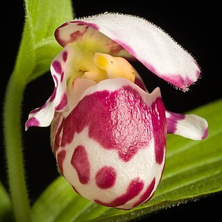 Cypripedium guttatum unspecified picture