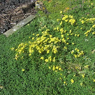 Microseris scapigera unspecified picture