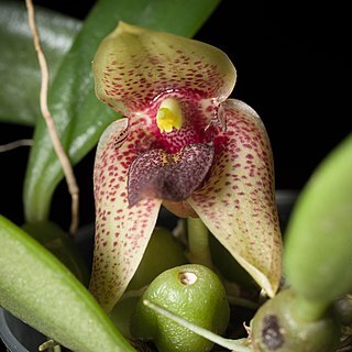 Bulbophyllum disciflorum unspecified picture