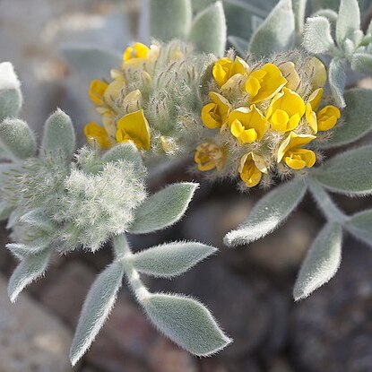 Acmispon argophyllus var. niveus unspecified picture