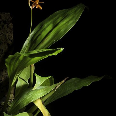 Coelogyne longirachis unspecified picture