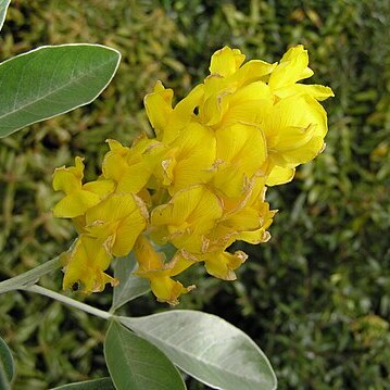 Argyrocytisus unspecified picture