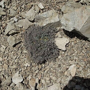 Lignocarpa carnosula unspecified picture