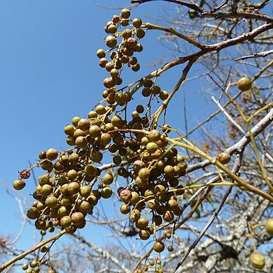 Searsia chirindensis unspecified picture