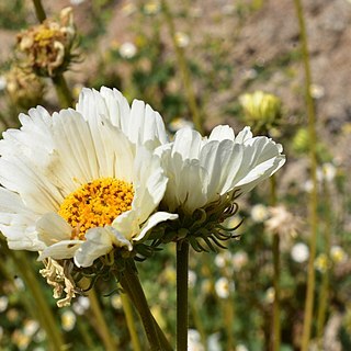 Encelia ravenii unspecified picture