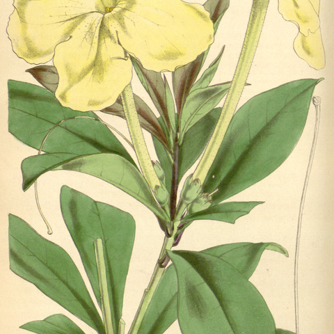 Brunfelsia jamaicensis unspecified picture