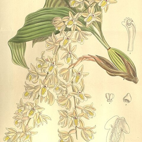 Coelogyne venusta unspecified picture