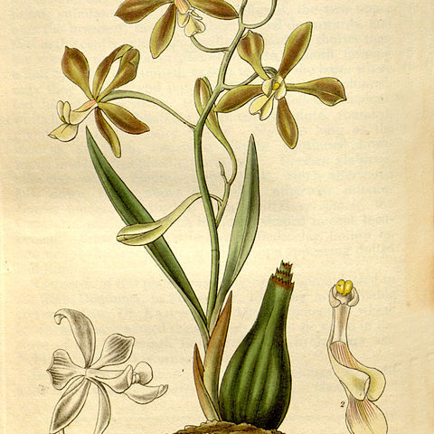 Encyclia patens unspecified picture