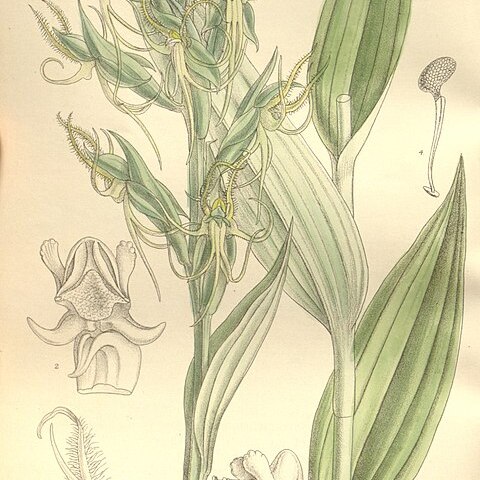 Habenaria elwesii unspecified picture