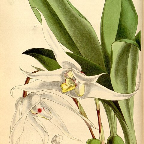 Maxillaria venusta unspecified picture