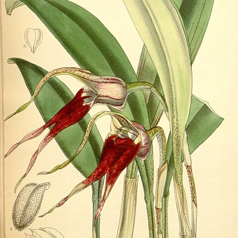 Masdevallia mooreana unspecified picture